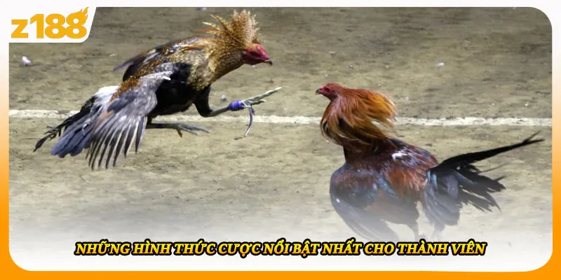 Những hình thức cược nổi bật nhất cho thành viên